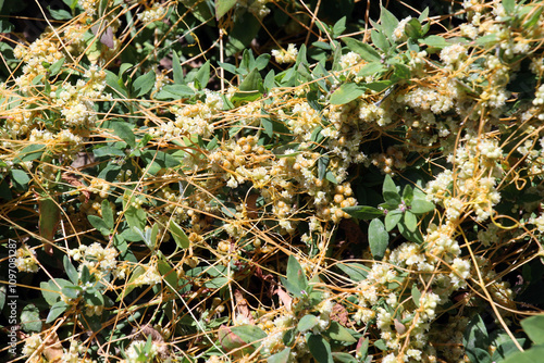 The parasitic plant cuscuta grows among crops photo