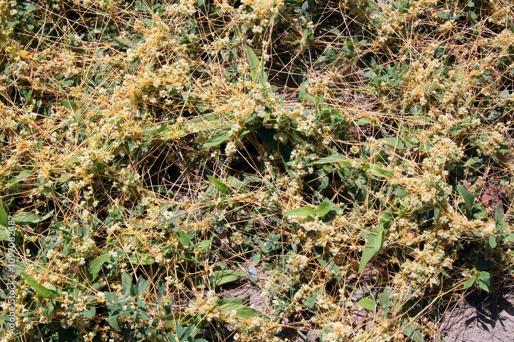 The parasitic plant cuscuta grows among crops The parasitic plant cuscuta grows among crops