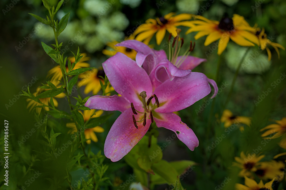 A bright pink lily in full bloom, adorned with delicate raindrops. Surrounding the lily are bright yellow flowers with dark centers, creating a striking contrast. Lush greenery in the background A bright pink lily in full bloom, adorned with delicate raindrops. Surrounding the lily are bright yellow flowers with dark centers, creating a striking contrast. Lush greenery in the background