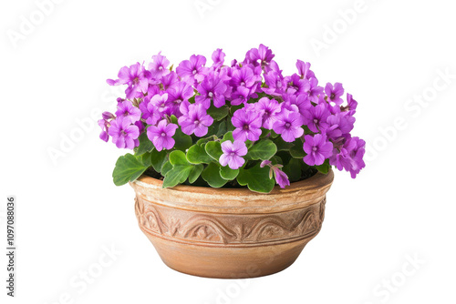 Wallpaper Mural Vibrant Violet Blossoms in Decorative Clay Pot Capturing Nature's Beauty Torontodigital.ca