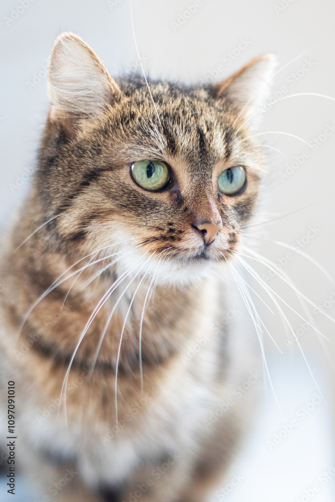 portrait of a striped cat with an attentive, stern look on a light background portrait of a striped cat with an attentive, stern look on a light background