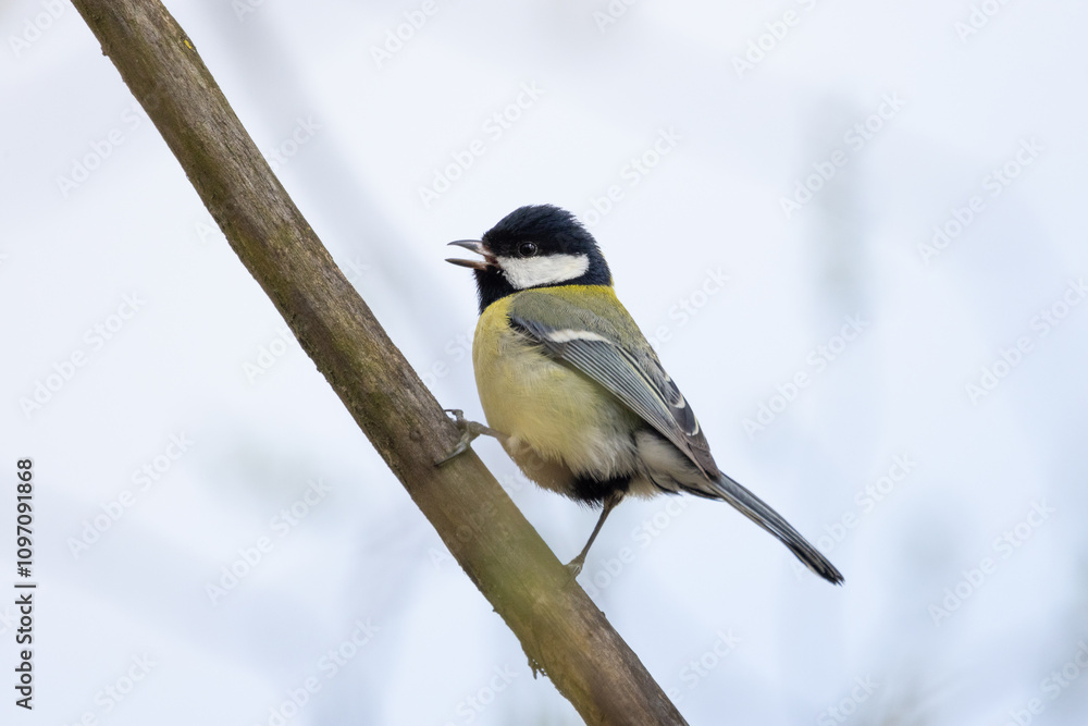 Obraz premium singende Kohlmeise auf Ast