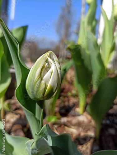 Obraz na płótnie pAki tulipanów