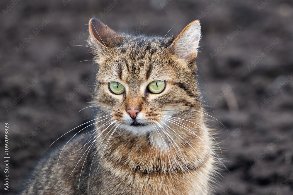 brown tabby cat with an attentive look on the background of arable land brown tabby cat with an attentive look on the background of arable land