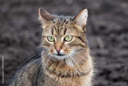 brown tabby cat with an attentive look on the background of arable land