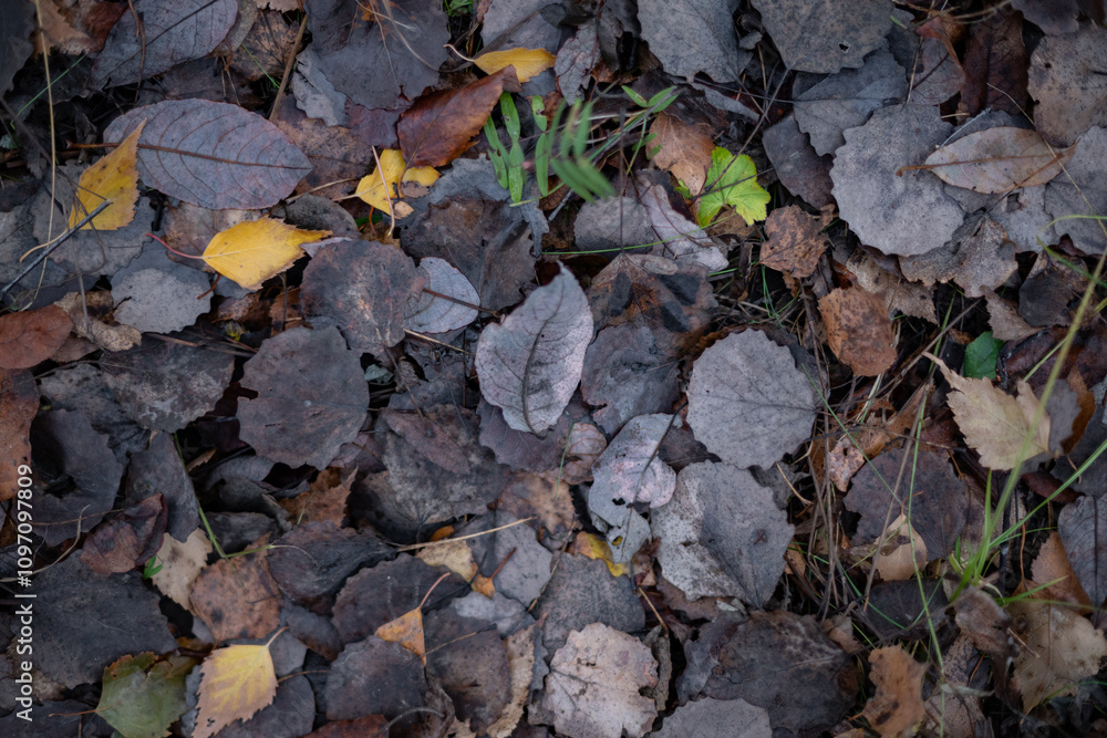 Yellow Leaf stands out prominently in a Sea of Dark Fallen Leaves all around Yellow Leaf stands out prominently in a Sea of Dark Fallen Leaves all around