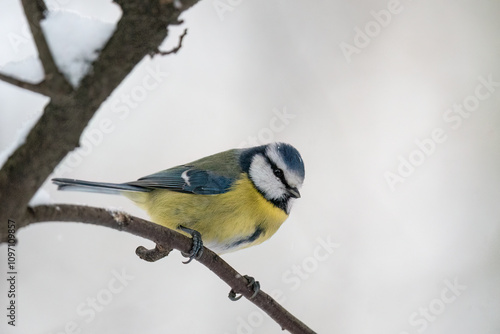 Eurasian blue tit (Cyanistes caeruleus) perching on the branch in winter. White, snowy background. Close-up. Poland photo