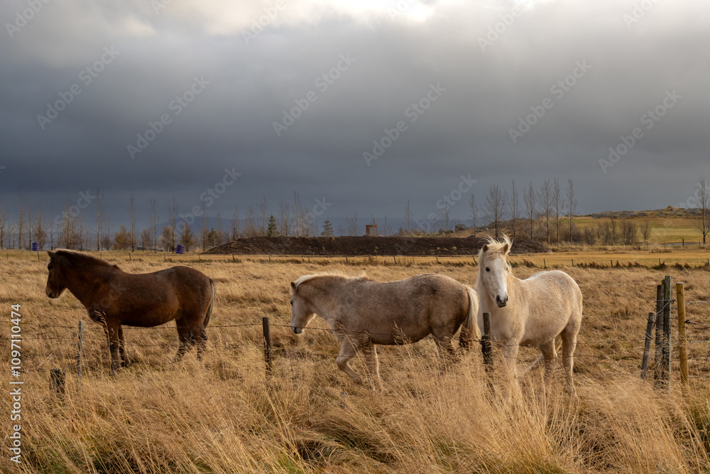 Horses on a pasture, Hamraendar, Iceland