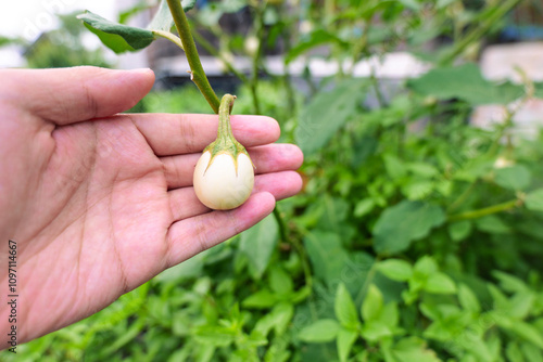 Hand holding a small white eggplant growing on a lush green plant in a garden.