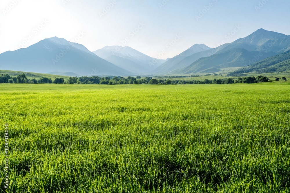 Fototapeta premium Lush green field framed by majestic mountains under clear blue sky in daylight