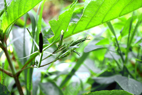 The fruit of the purple kencana plant, ruellia tuberosa, cannot be eaten but can be played with by soaking it in water. photo