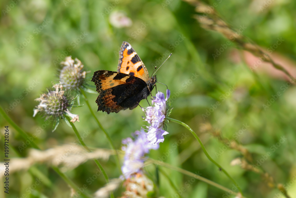 Small Tortoiseshell Butterfly (Aglais urticae) sitting on a small scabious in Zurich, Switzerland Small Tortoiseshell Butterfly (Aglais urticae) sitting on a small scabious in Zurich, Switzerland