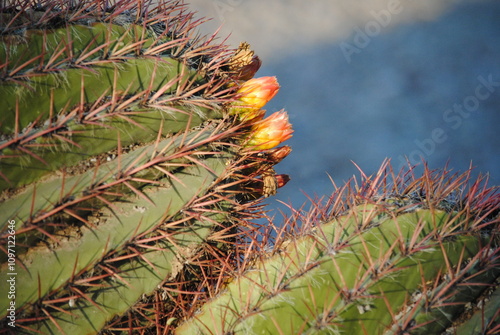 Cactus Flower Buds in Tucson, Arizona with Clouds in Background. photo