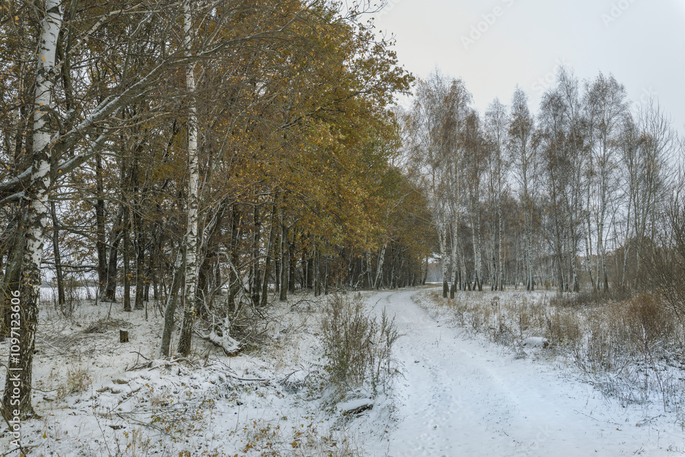 A snowy forest with trees covered in snow A snowy forest with trees covered in snow