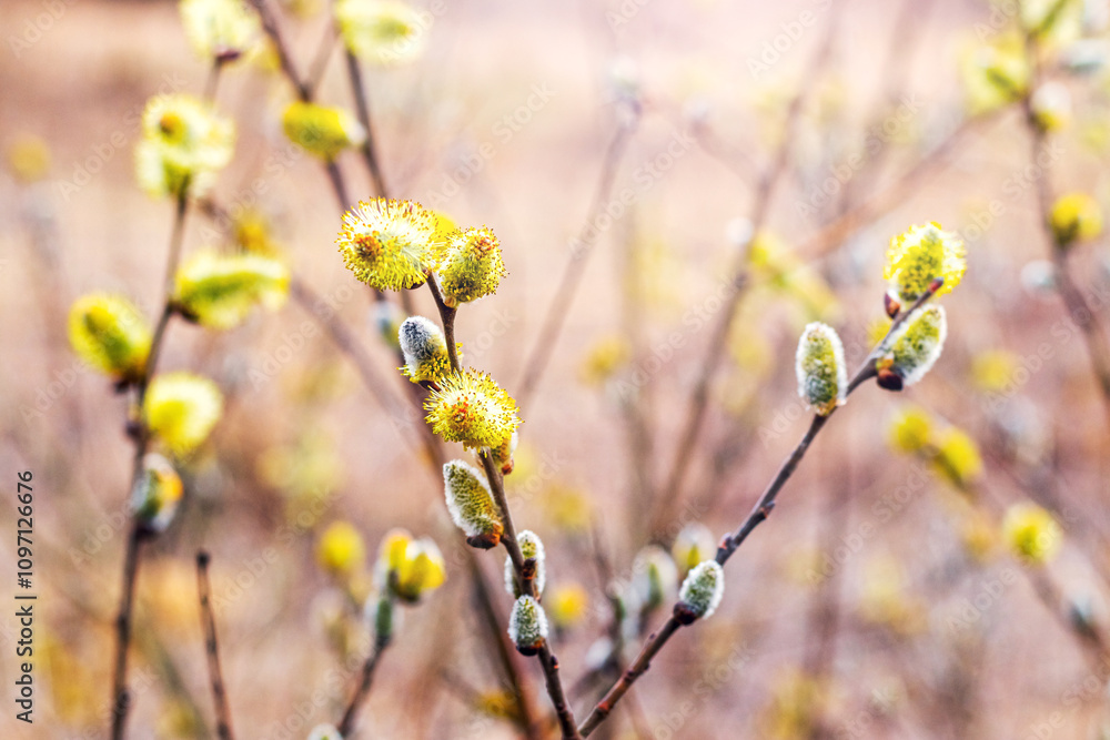 Willow branches with fluffy catkins in the forest on a blurred background Willow branches with fluffy catkins in the forest on a blurred background