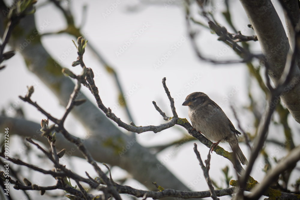 sparrow on a branch sparrow on a branch