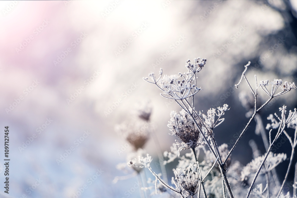 Fototapeta premium Frost-covered branches of dry plants in winter morning at sunrise