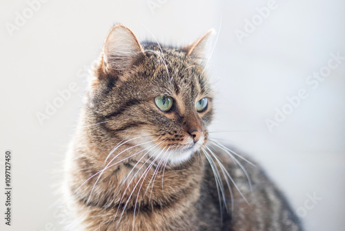 Canvas Print portrait of a striped cat with an attentive, stern look on a light background