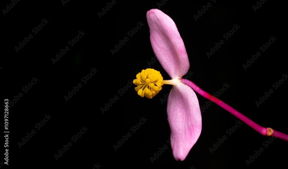 A pink flower with a yellow center blooms against a black background A pink flower with a yellow center blooms against a black background