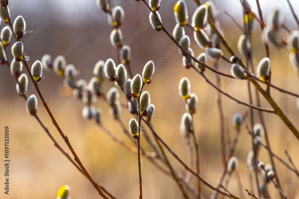 Willow branch with catkins near the forest and river on a blurred light background. Easter background Willow branch with catkins near the forest and river on a blurred light background. Easter background
