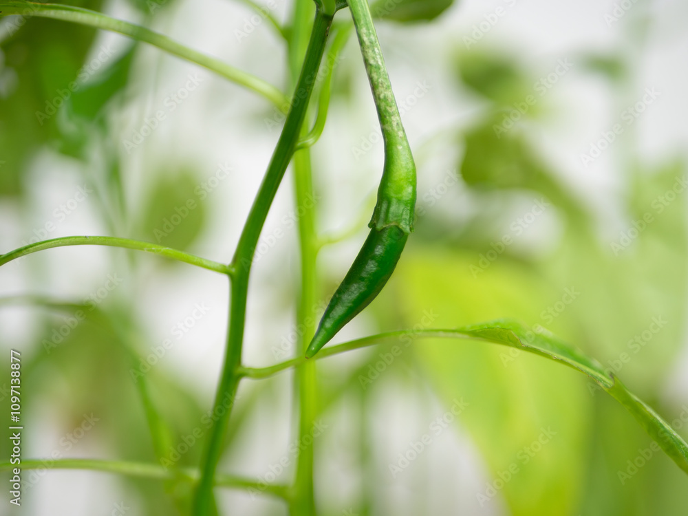 Freshly sprouted green chili pepper growing indoors on a chili plant planted in a pot. Freshly sprouted green chili pepper growing indoors on a chili plant planted in a pot.