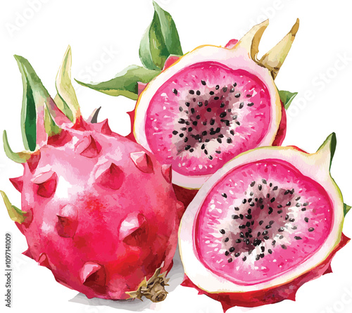 Watercolor vector hand drawn illustration of whole and half of Dragon fruit. With paint splashes.