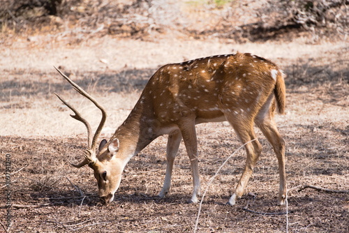 Fototapeta Naklejka Na Ścianę i Meble -  Młody jeleń w parku narodowym w Indiach
