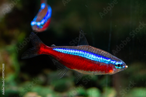 Freshwater Tropical Fish