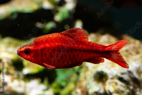 Freshwater Tropical Fish Cherry Barb Puntius titteya photo