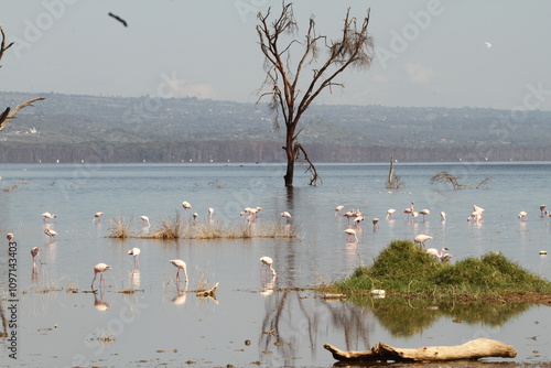 Flamingos on Lake Naivasha photo