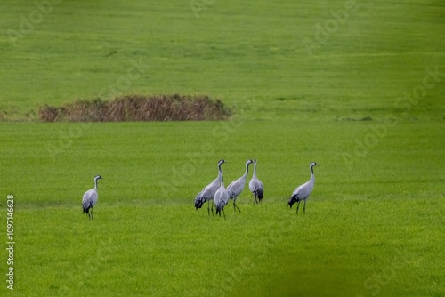 flock of crane birds in the fields photo