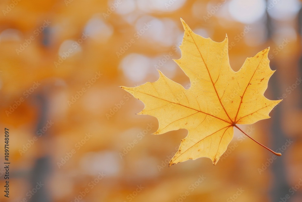 Bright yellow maple leaf gently floating against a blurred autumn background filled with warm colors Bright yellow maple leaf gently floating against a blurred autumn background filled with warm colors