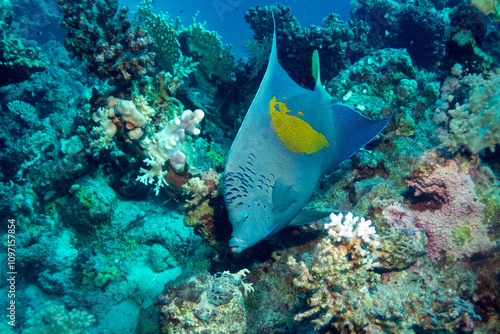 Yellowbar angelfish in Red Sea near Marsa Alam, Egypt photo