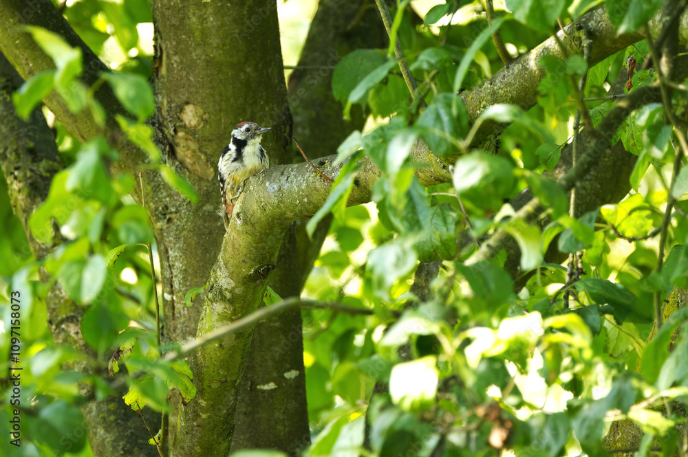 Obraz premium coloured woodpecker on a thick branch between green leaves, woodpecker hiding between green leaves and branches, the sun shines on green leaves on a summer day