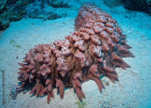 Pineapple sea cucumber in Red Sea near Marsa Alam, Egypt photo