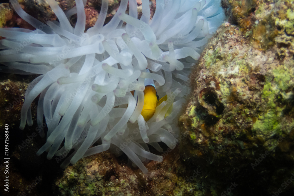 Red Sea clownfish in Red Sea near Marsa Alam, Egypt