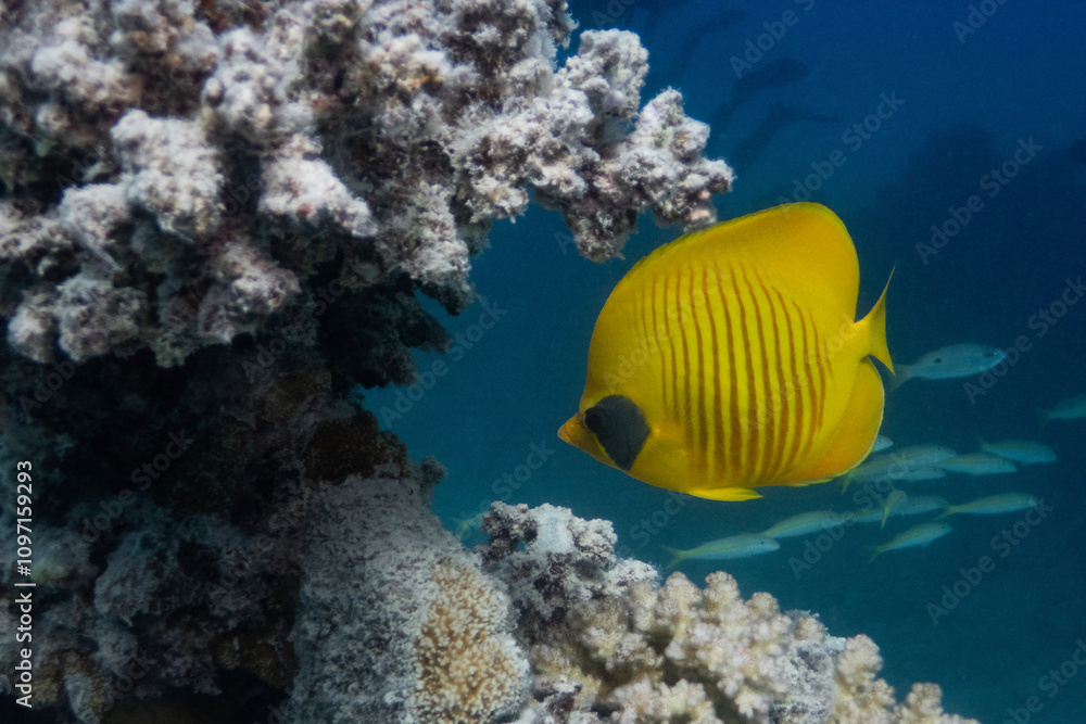 Masked Butterfly Fish in Red Sea near Marsa Alam, Egypt