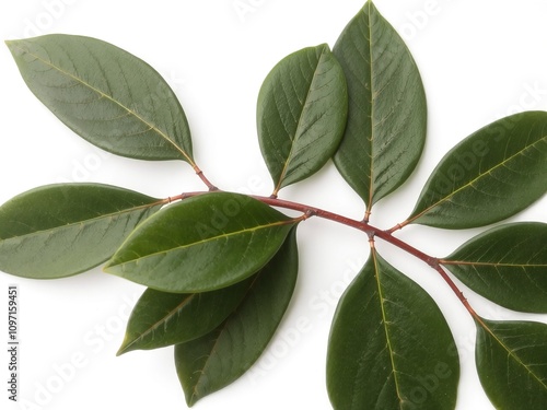 laurel branch with smooth, glossy dark green leaves, slightly curved, resting on a clean white background. 