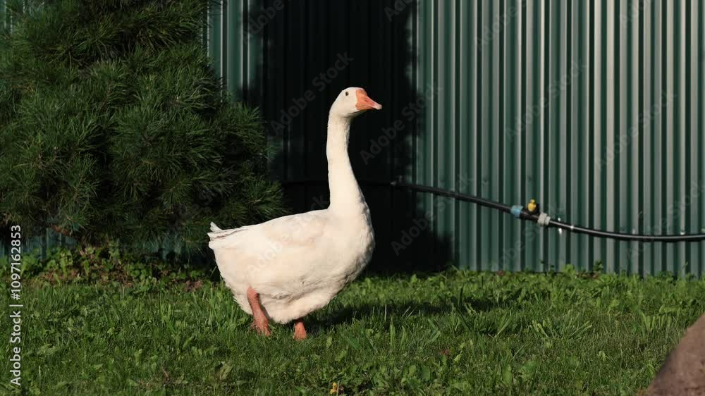 funny bird white goose walks in the summer on a green lawn in nature on a farm. High quality funny bird white goose walks in the summer on a green lawn in nature on a farm. High quality