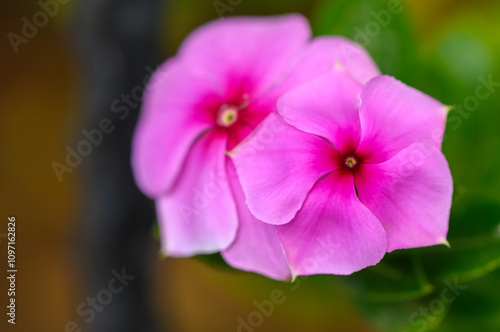 Beautiful pink flowers bloom gracefully in a vibrant garden during the warm summer season