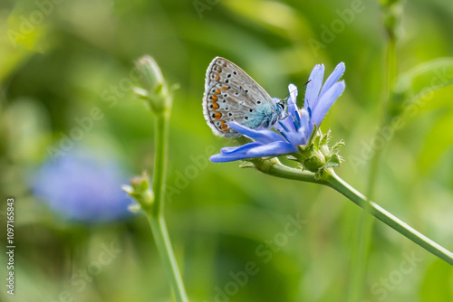 una farfalla posata su un fiore azzurro in natura