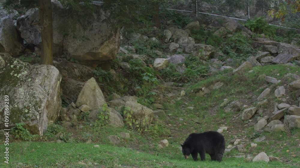 Bear walking side profile forest floor Bear walking side profile forest floor