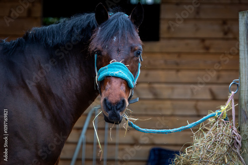 Foto Connemara wearing a blue head collar eating haylage out of a hay net, Image show