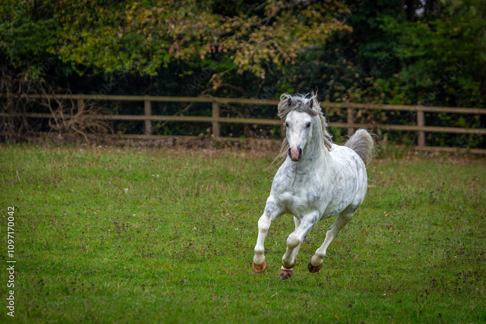 Obraz premium Section A Welsh cob stallion