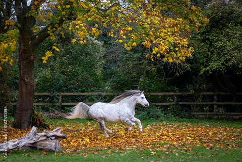 Photos Section A Welsh cob stallion running through the leaves, Image shows a white gre