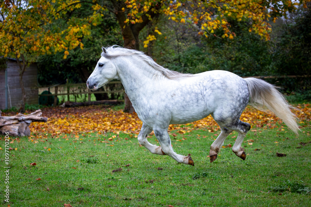 Section A Welsh cob stallion running through the leaves, Image shows a white grey dapple stallion running through the golden fallen autumn leaves in his paddock on a small farm in Surrey Section A Welsh cob stallion running through the leaves, Image shows a white grey dapple stallion running through the golden fallen autumn leaves in his paddock on a small farm in Surrey