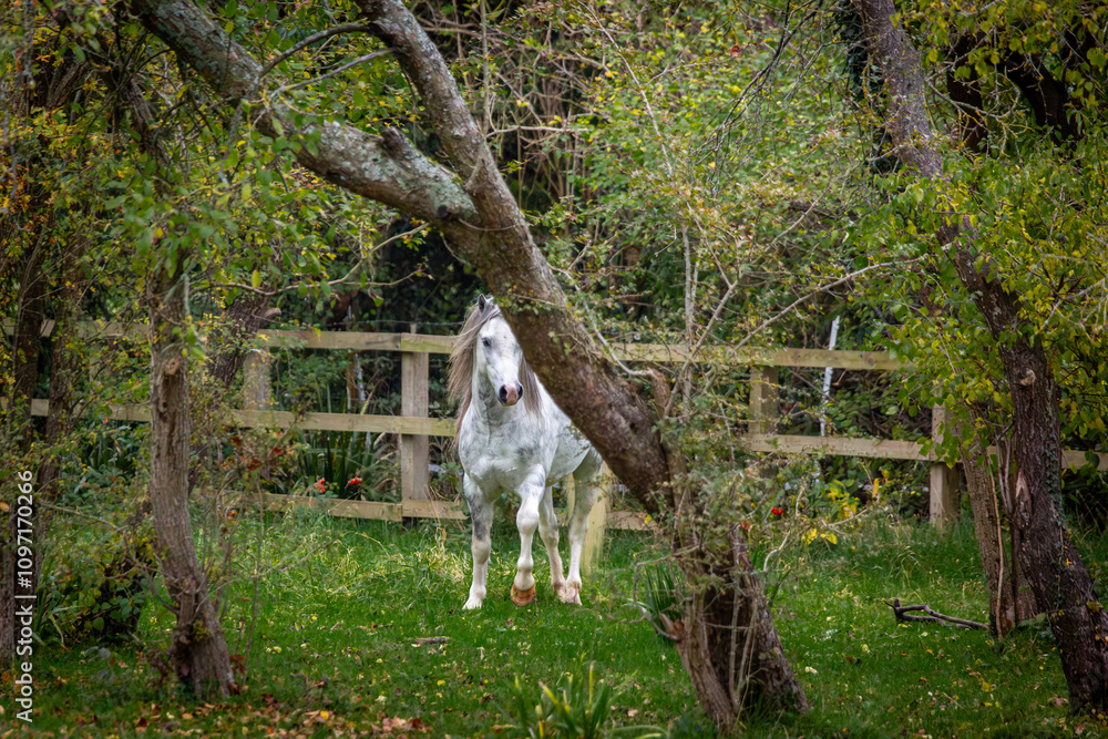 Fototapeta premium Section A Welsh cob stallion in his large paddock, Image shows the white grey dapple stallion in the wooded meadow looking through the trees