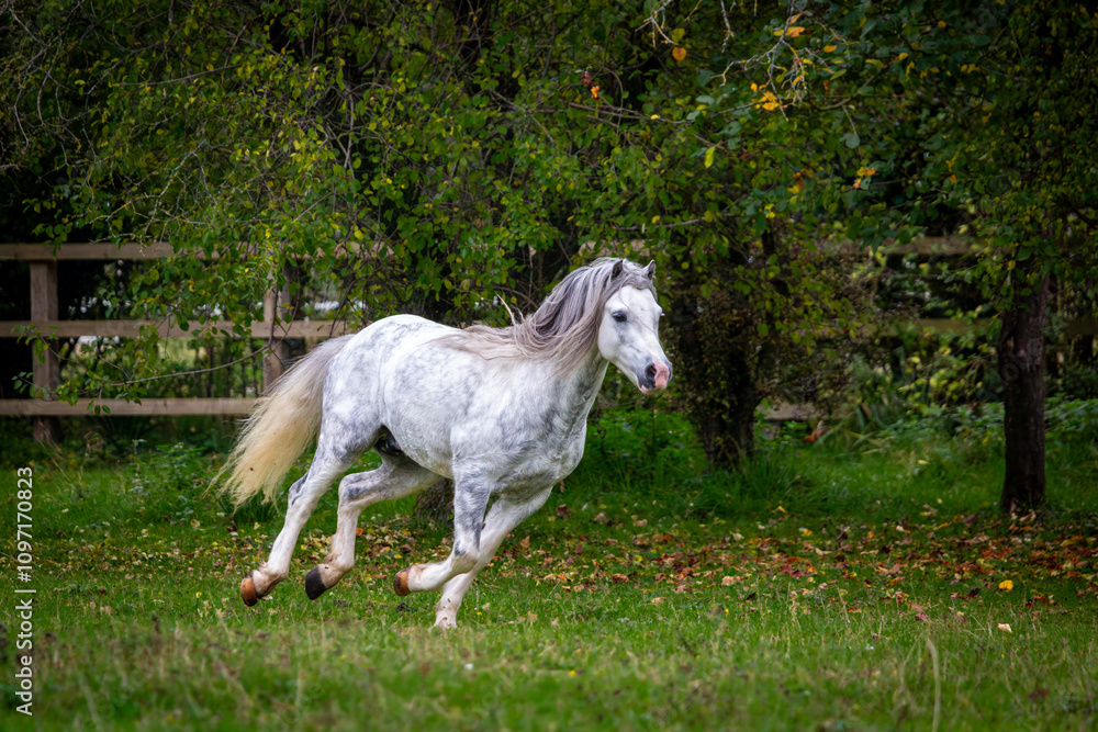Section A Welsh cob stallion in his large paddock, Image shows the white grey dapple stallion trotting or cantering around his field with his tail up and looking majestic Section A Welsh cob stallion in his large paddock, Image shows the white grey dapple stallion trotting or cantering around his field with his tail up and looking majestic