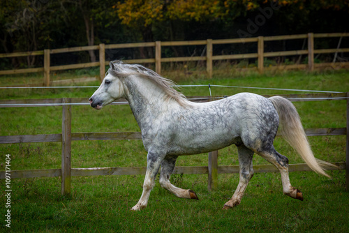 Section A Welsh cob stallion in his large paddock, Image shows the white grey dapple stallion in his field on a wet day