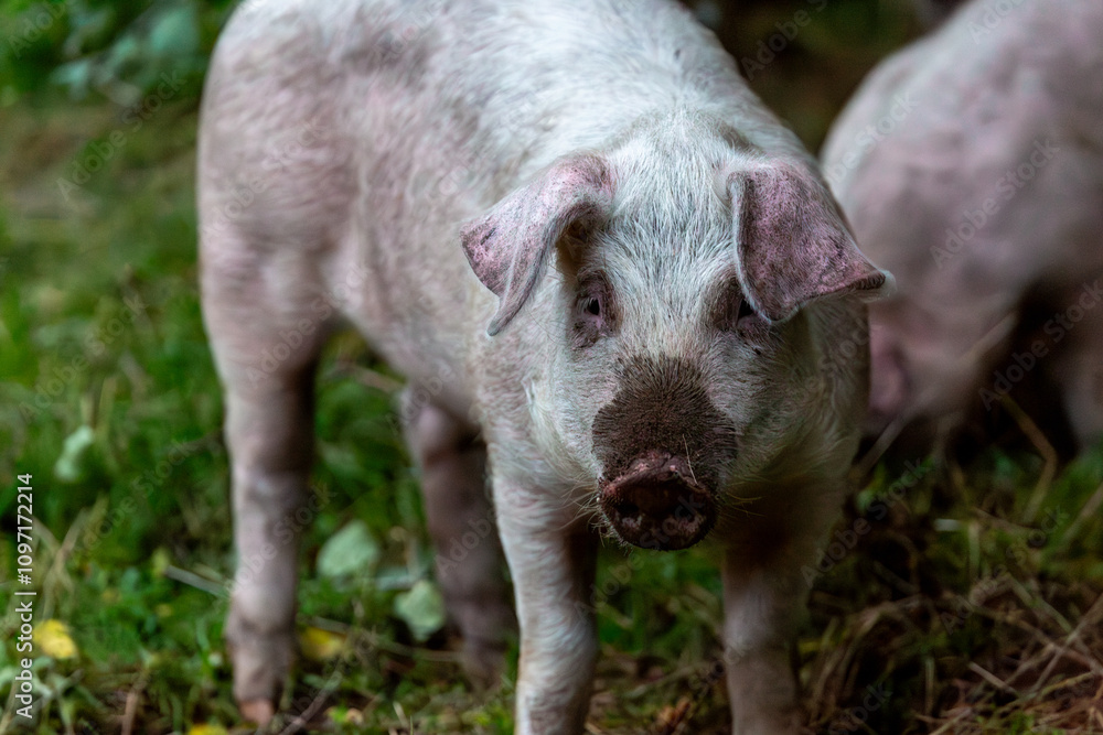 Lone 13 week old piglet in her enclosure, Image shows a single Large white crossbred piglet Lone 13 week old piglet in her enclosure, Image shows a single Large white crossbred piglet